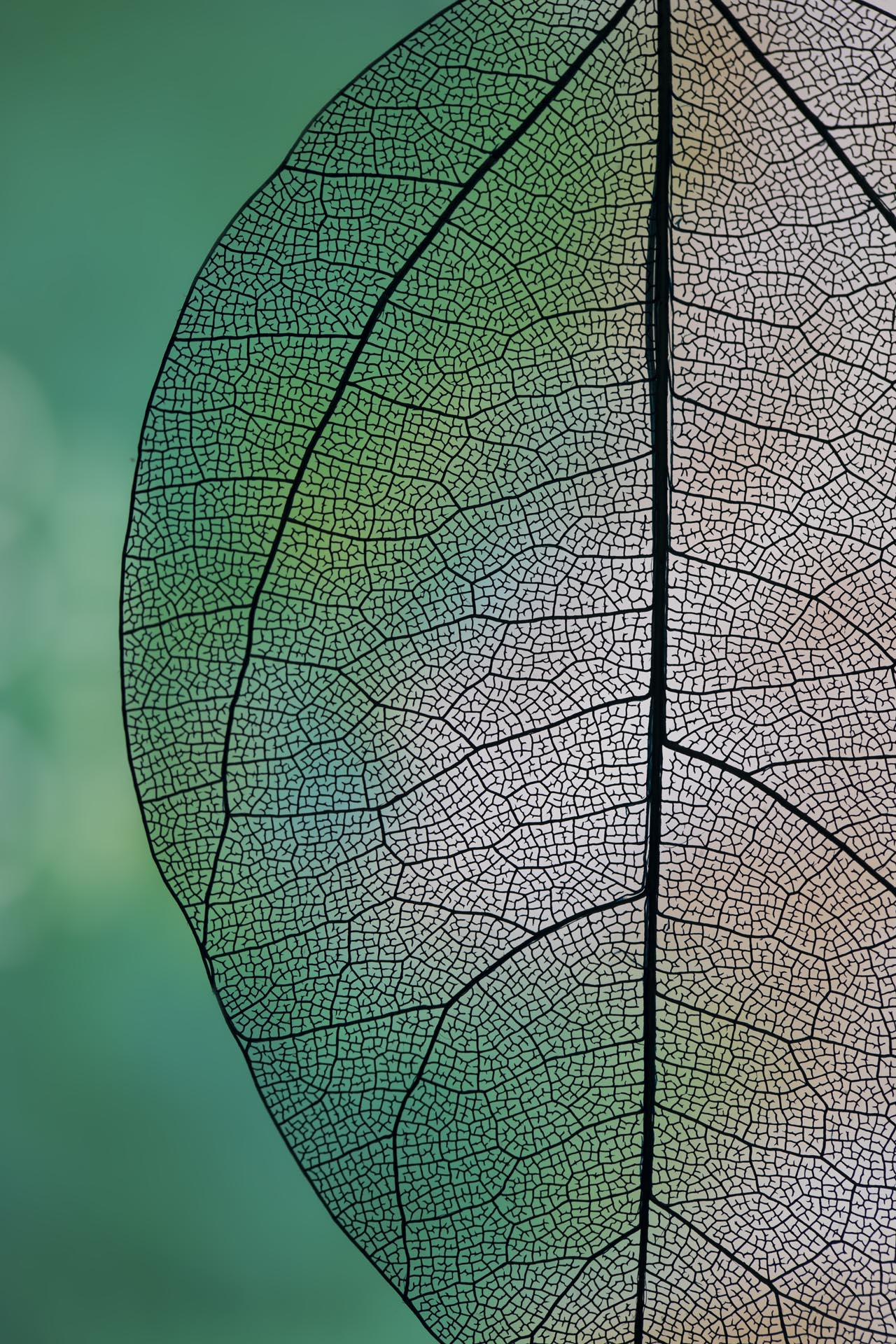 gennemsigtigt abstrakt blad med gront hvidt